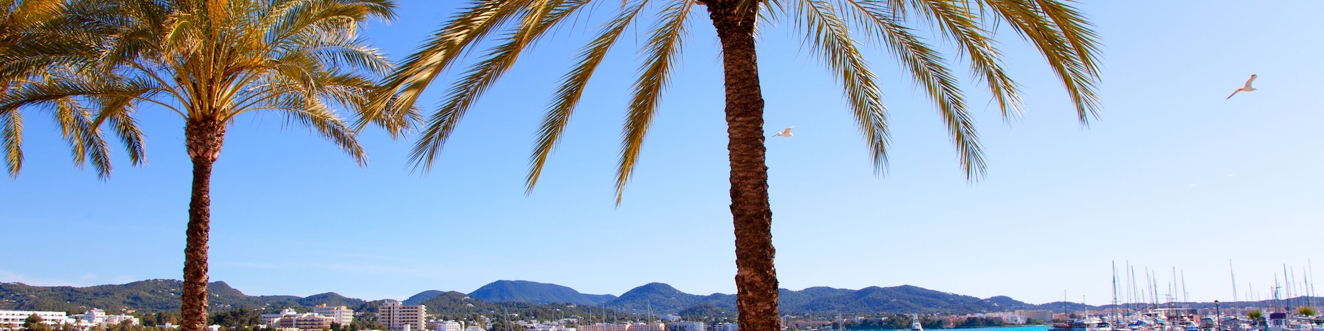 Ibiza Sant antoni de Portmany Abad beach with palm trees