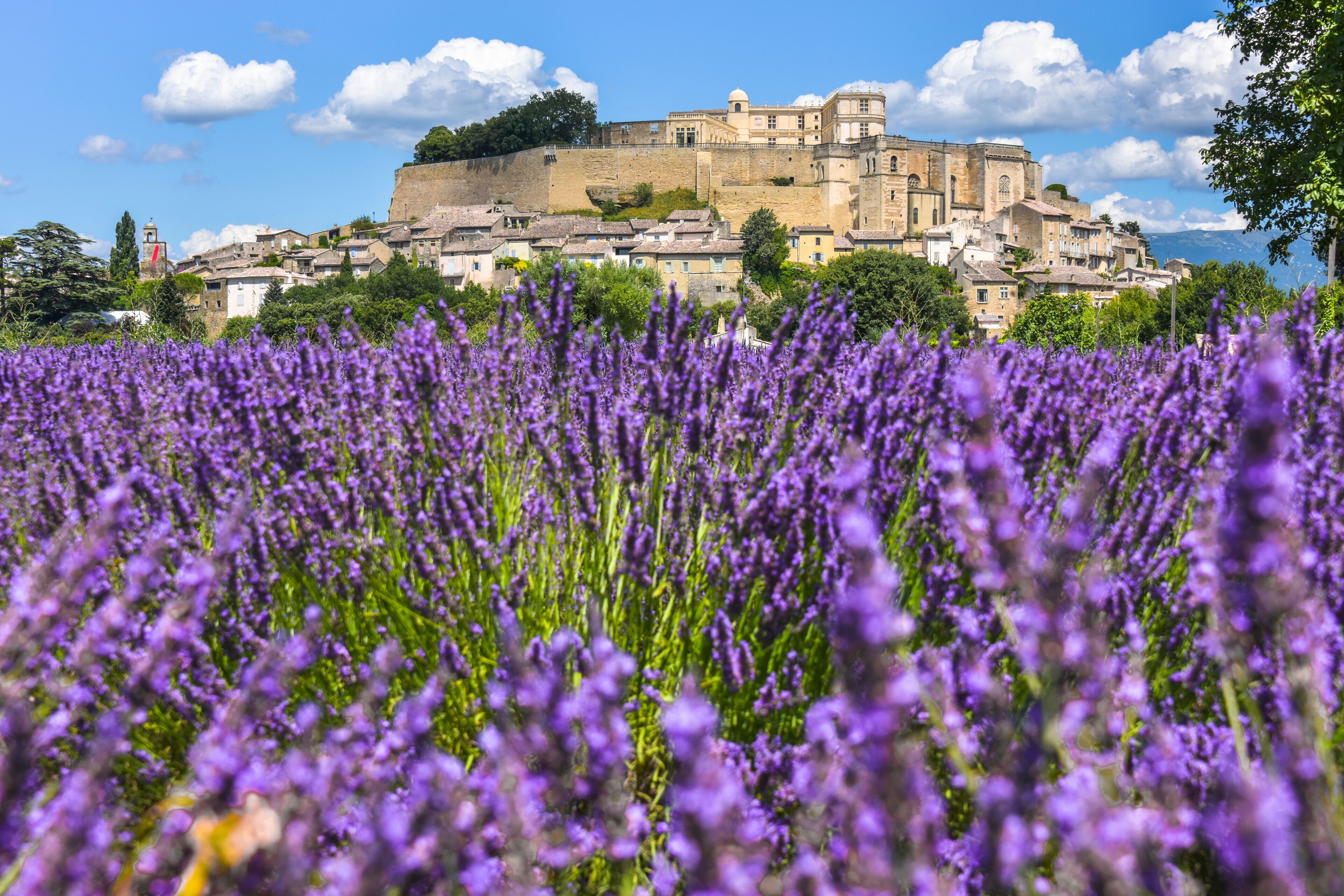village Grignan situated on a hill with lavender, Provence, France, village with castle Château de Grignan, in Drôme department, region Auvergne-Rhône-Alpes