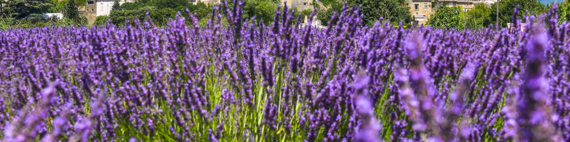 A lavender field in the foreground with a historic castle in the background.