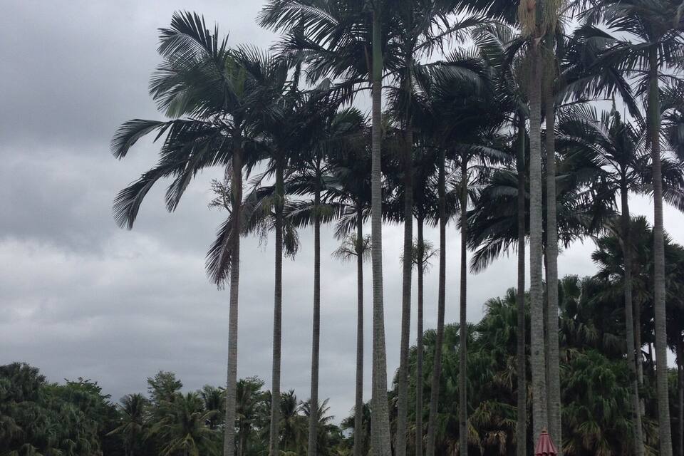 A row of tall palm trees by a calm lake with a picnic table and chairs.