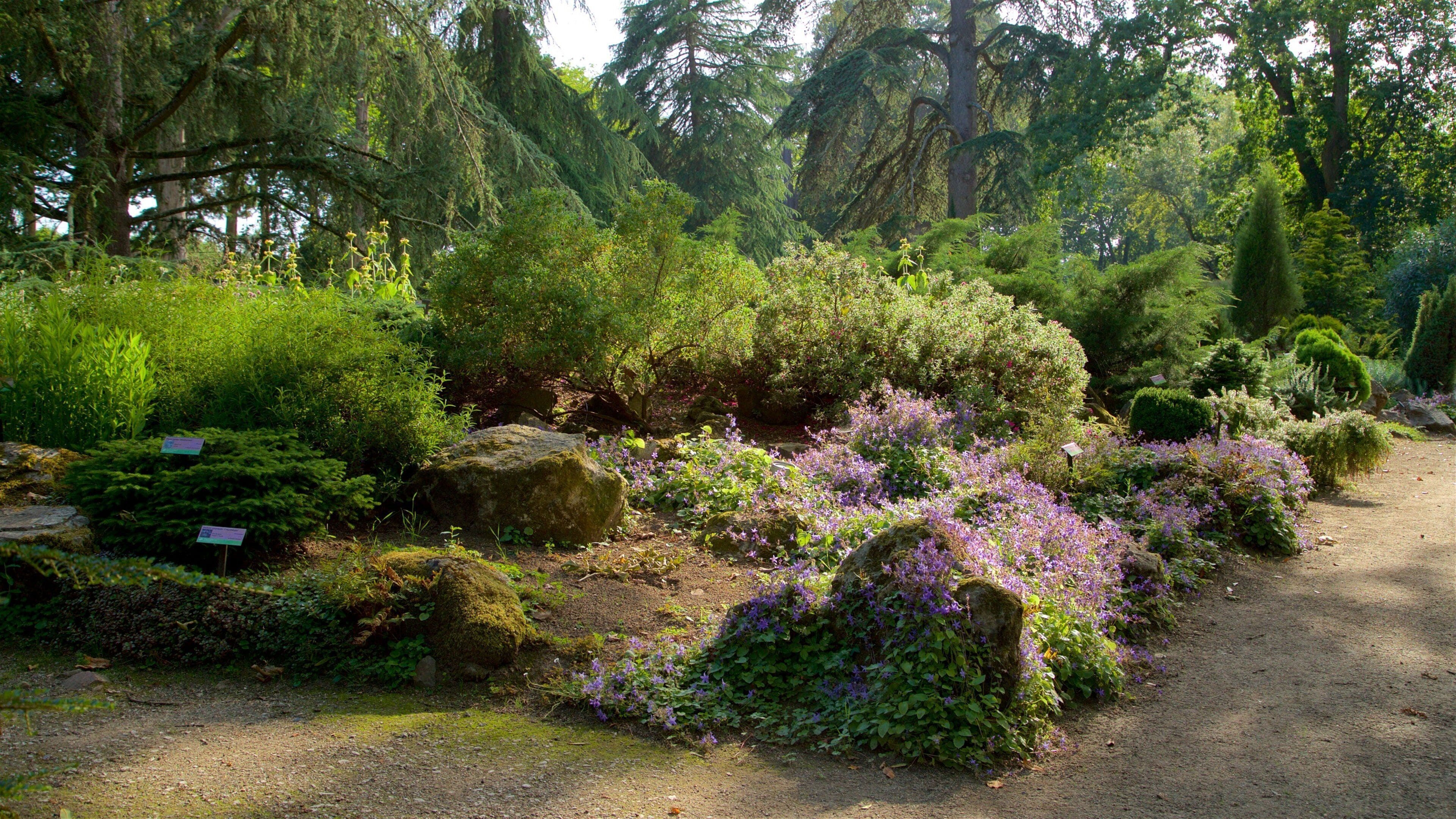 A garden with various plants and trees, a dirt path, and informational signs.