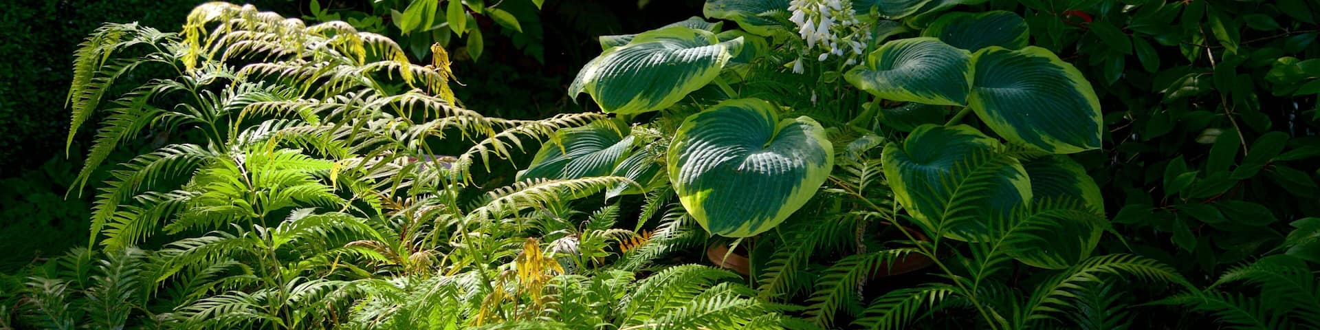 Atlantic Botanical Garden which includes forest scenes