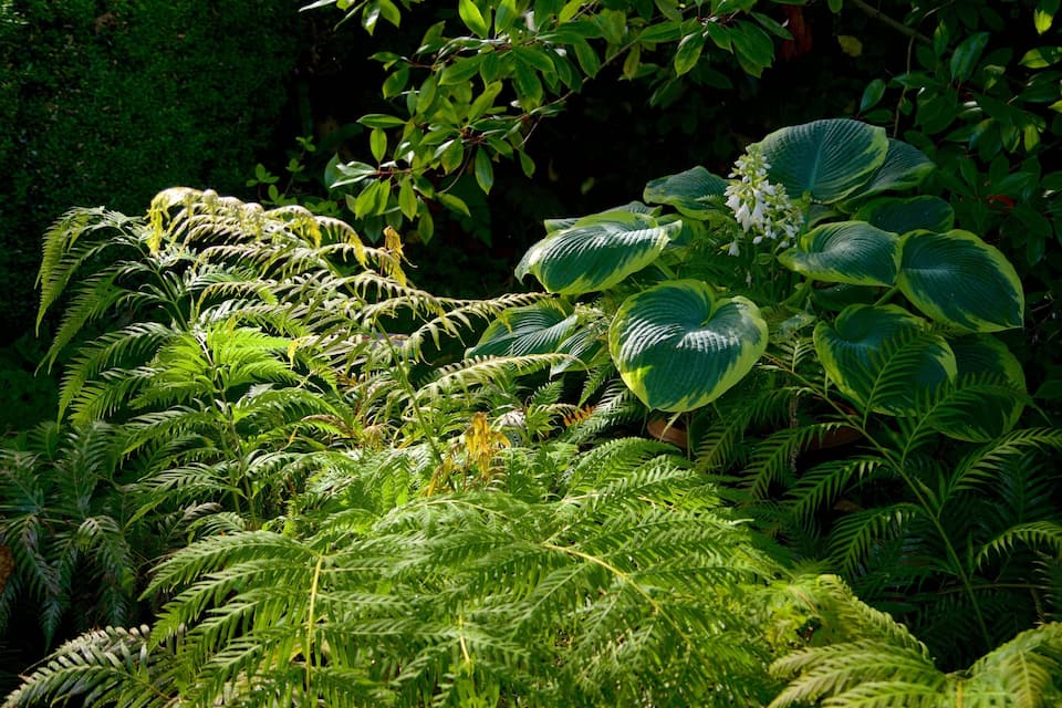 A dense fern forest with large green leaves and white flowers.