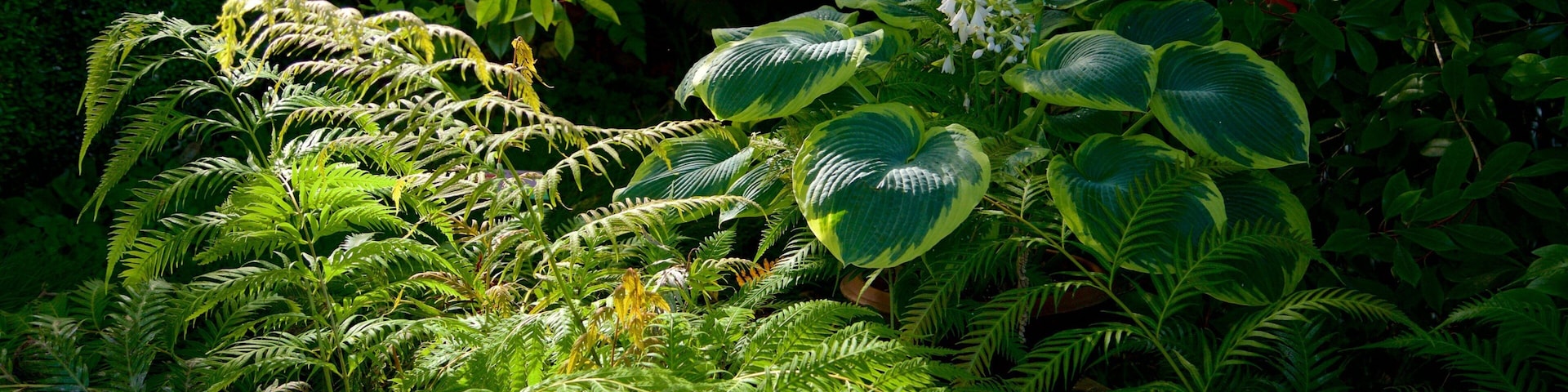 Atlantic Botanical Garden which includes forest scenes
