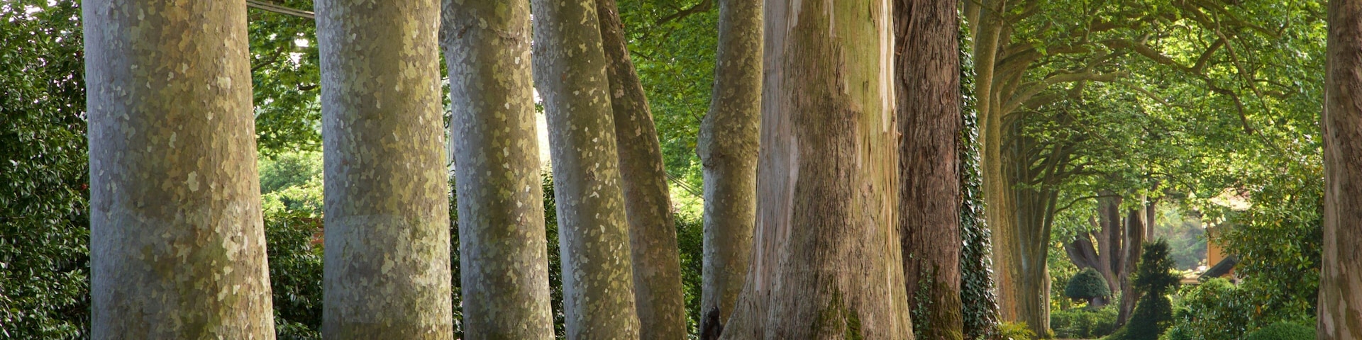 Jardín Botánico Atlántico showing a garden
