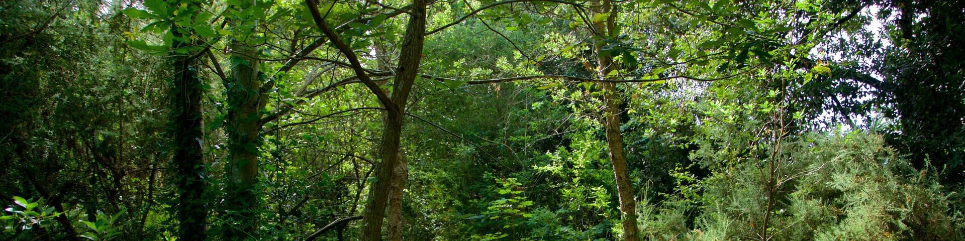 Jardín Botánico Atlántico mit einem Park und Waldmotive