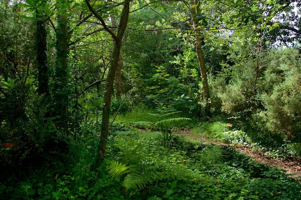 JardĂn BotĂĄnico AtlĂĄntico montrant jardin et forĂȘts