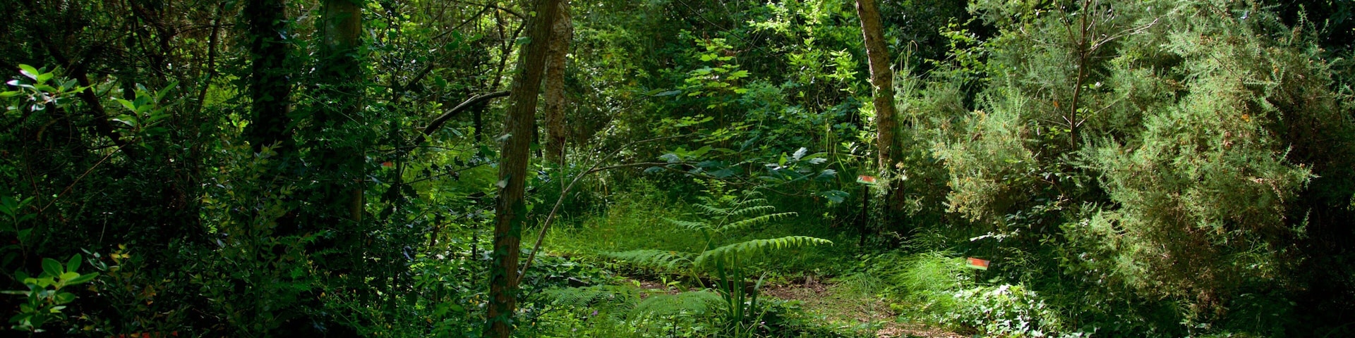 Jardín Botánico Atlántico que incluye un parque y imágenes de bosques