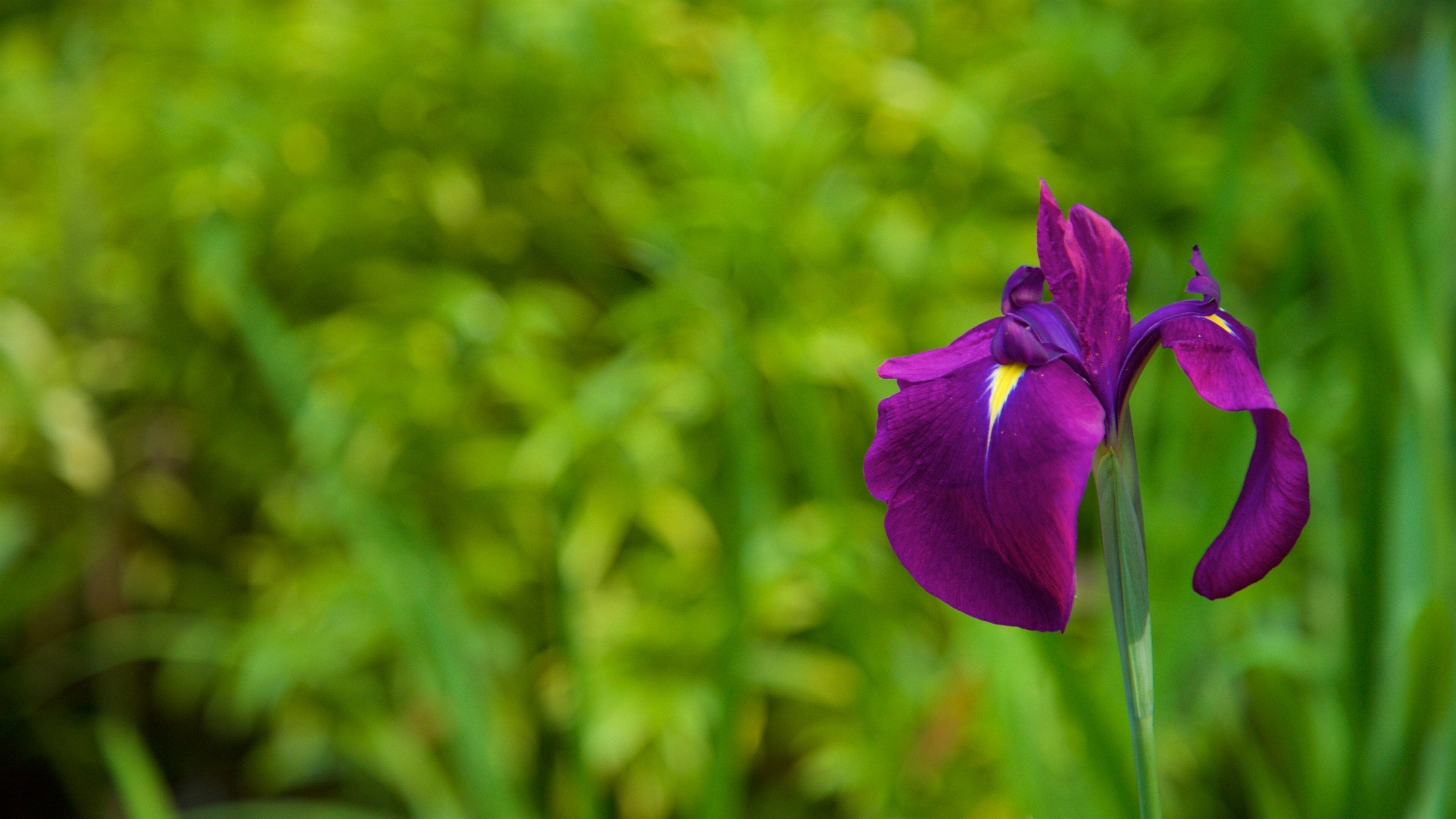 JardĂn BotĂĄnico AtlĂĄntico qui includes fleurs sauvages