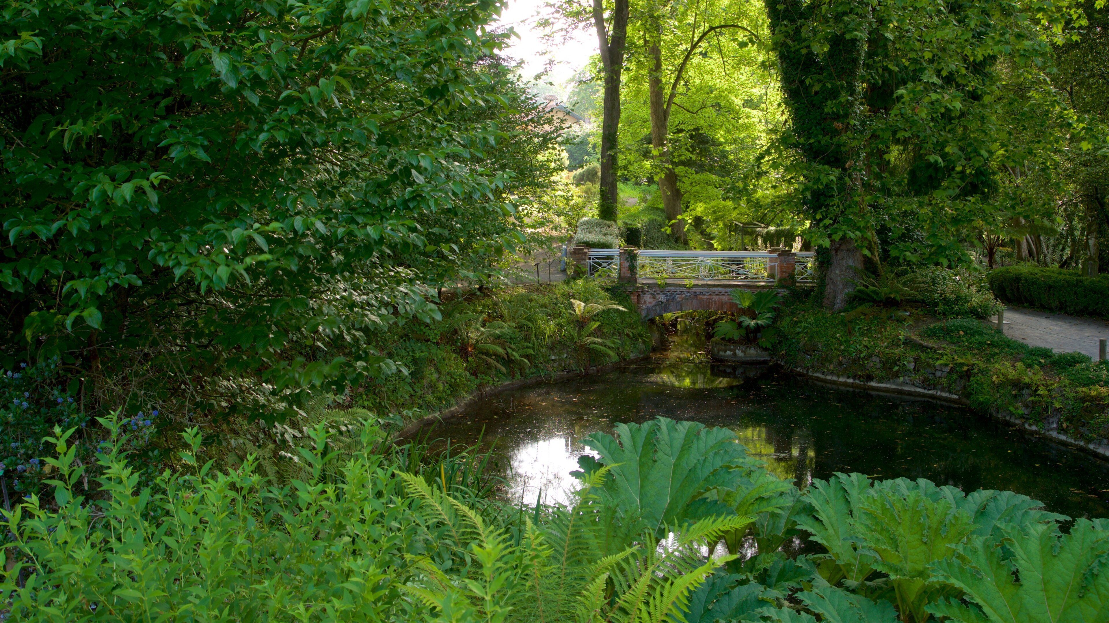 Jardín Botánico Atlántico which includes a bridge, a river or creek and forest scenes
