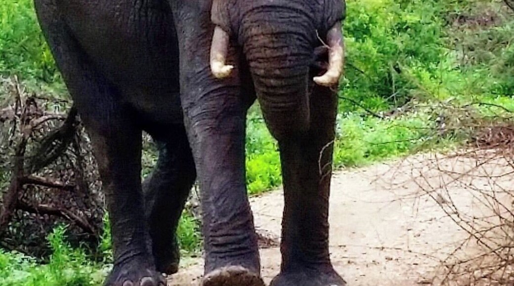 Pafuri Kruger National Park
#adventure #adventurephotocontest