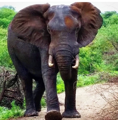 Un éléphant marchant sur un chemin de terre, entouré de verdure.