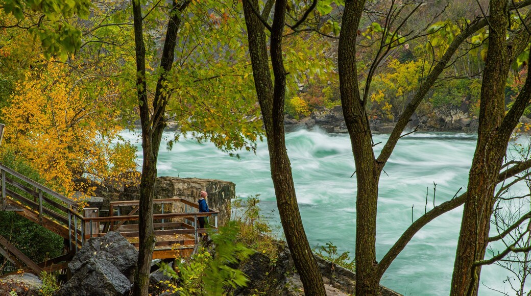 White Water Walk featuring rapids and a river or creek