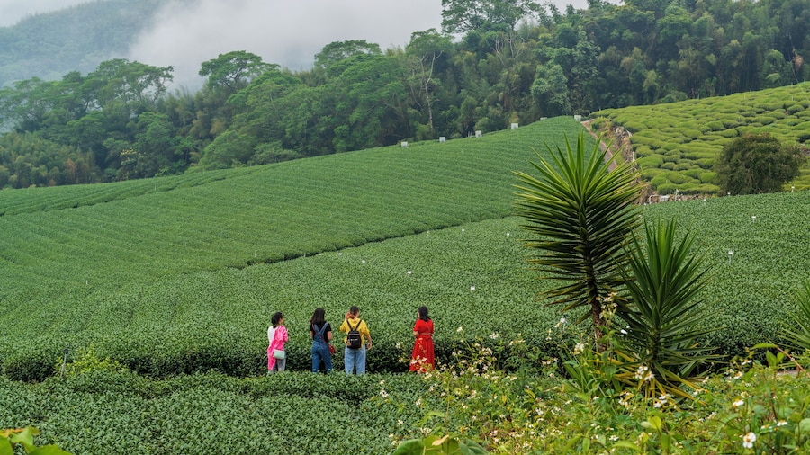 Alishan_YuyupasTsouCulturalPark_553248621594973890_16
