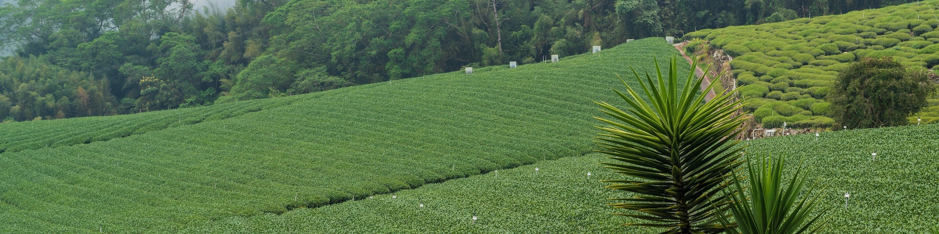 Alishan_YuyupasTsouCulturalPark_553248621594973890_16