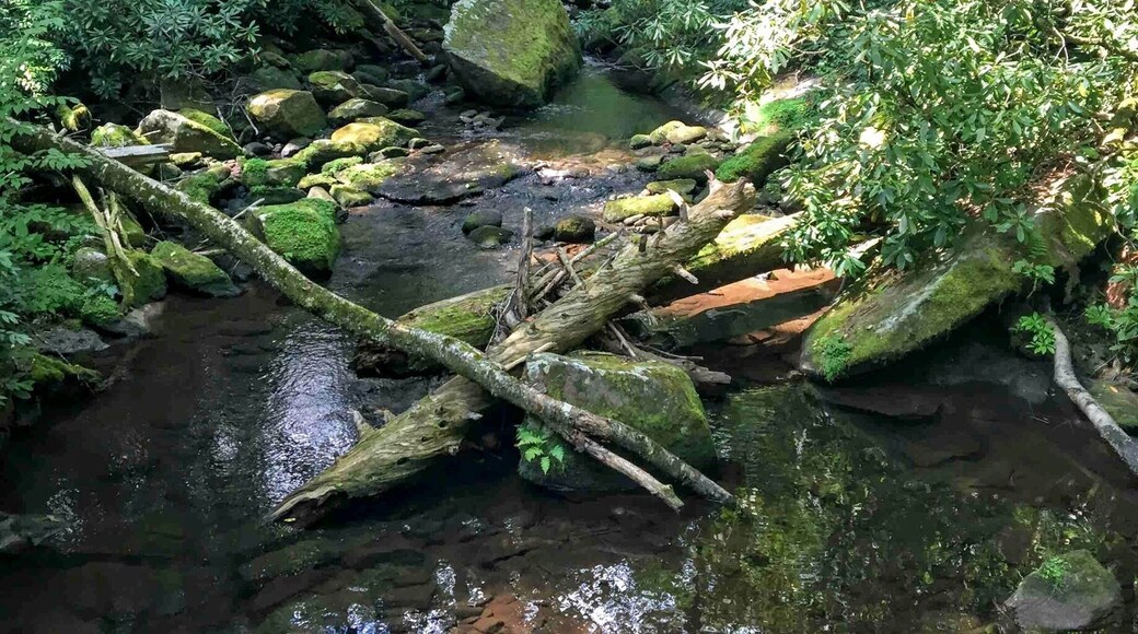 Biggest trees east of the Missippippi and the only remaining virgin forest in southern Appalachia