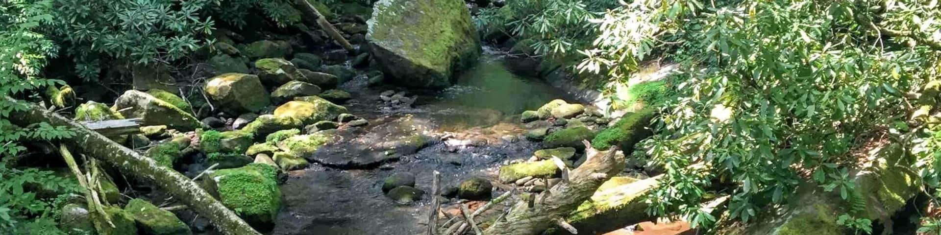 Un arroyo en un bosque, con rocas y ramas caídas.