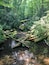 A forest stream with rocks and fallen branches.