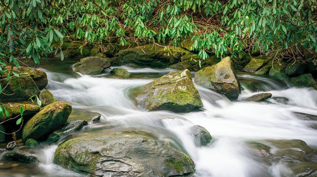 Joyce Kilmer Memorial Forest - one of the largest contiguous tracts of old growth forest in the Eastern United States.