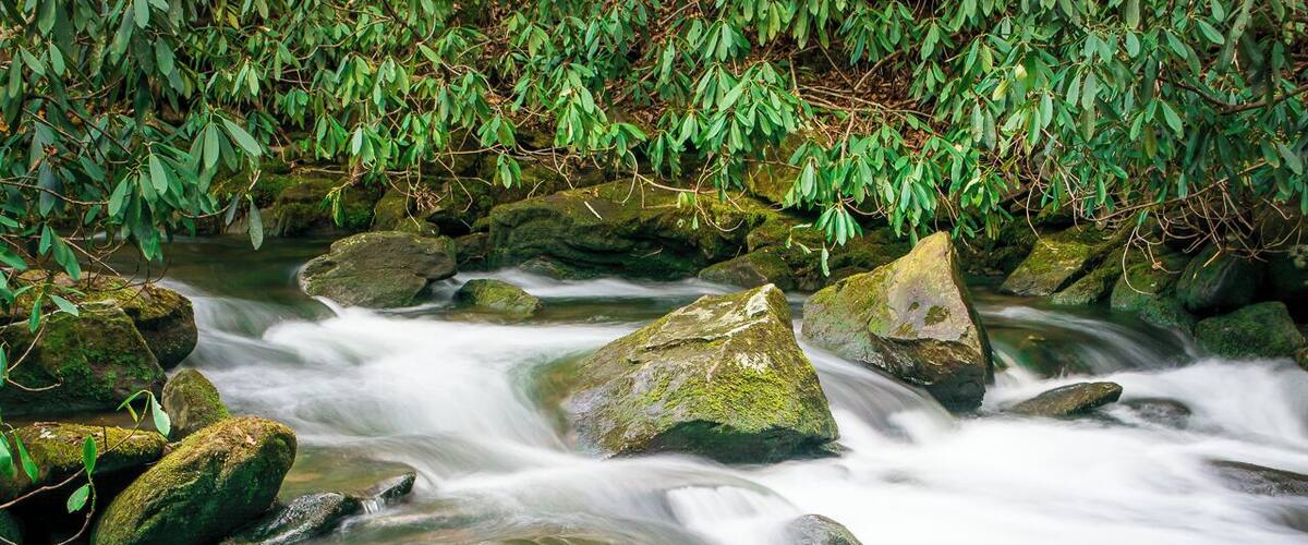 Joyce Kilmer Memorial Forest  - one of the largest contiguous tracts of old growth forest in the Eastern United States.