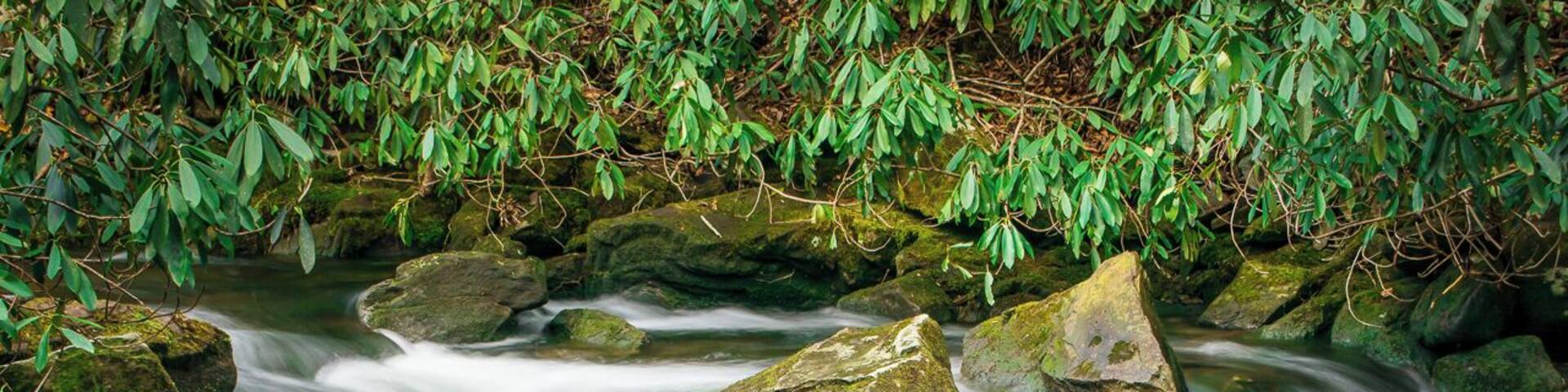 Joyce Kilmer Memorial Forest - one of the largest contiguous tracts of old growth forest in the Eastern United States.