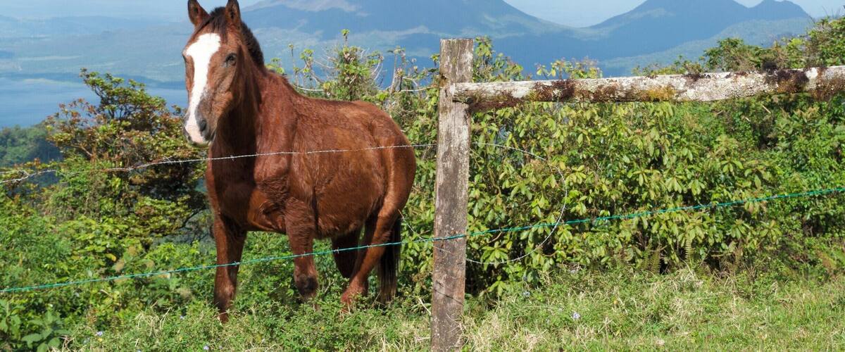 A horse standing in a grassy field with a mountain in the background.