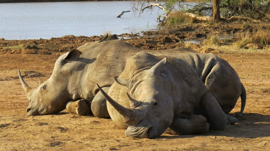 #LifeAtExpedia Two white rhinos relaxing by the waterhole in Swaziland.