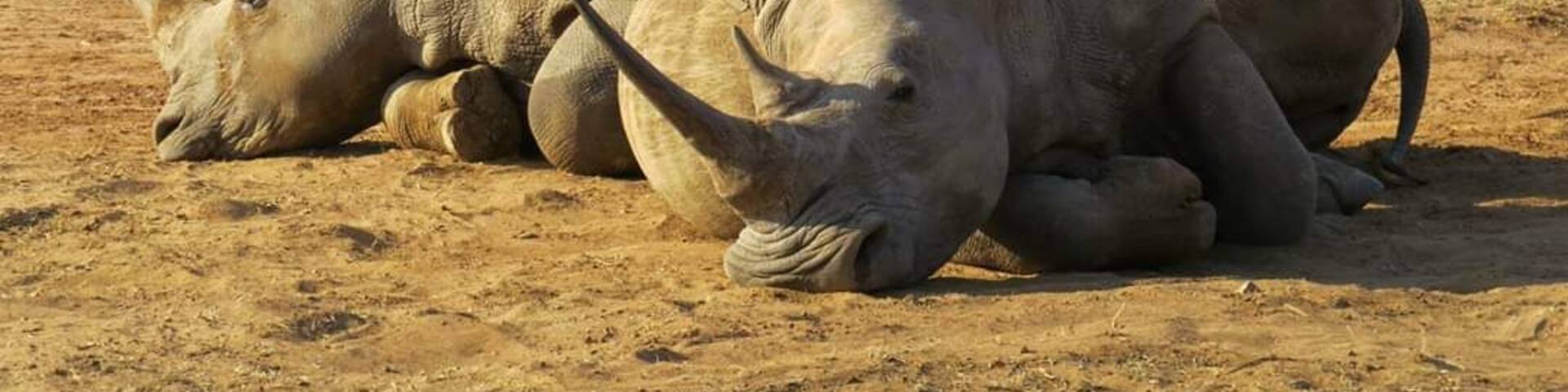 #LifeAtExpedia Two white rhinos relaxing by the waterhole in Swaziland.