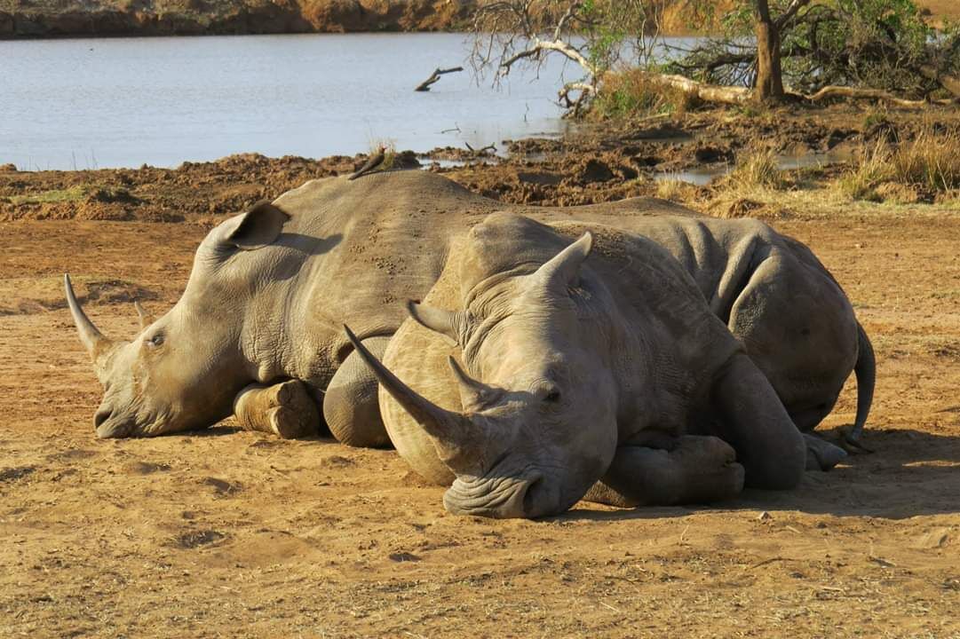 Two rhinos lying on dry, sandy ground near a body of water with sparse vegetation and a tree in the background.