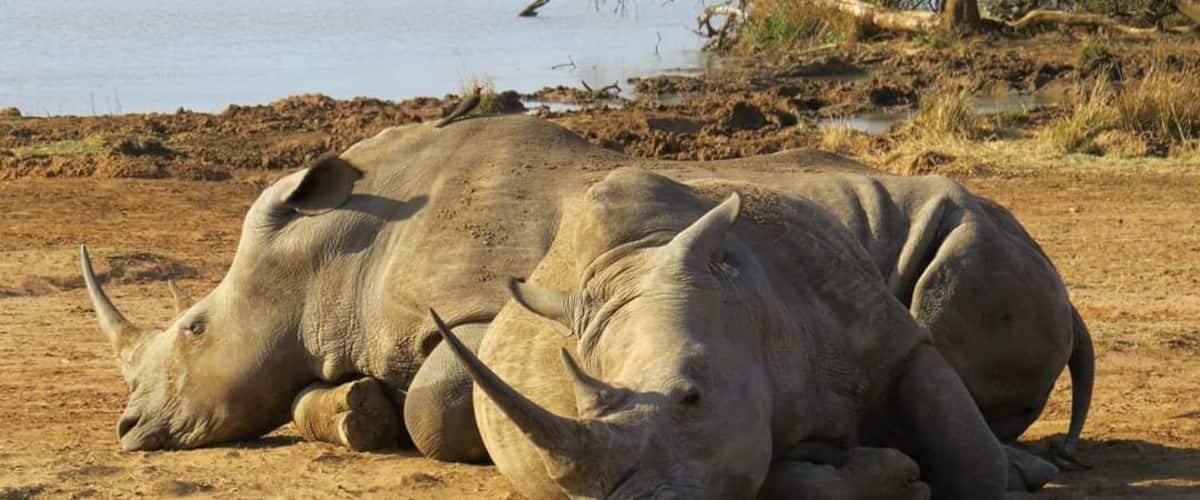 Two rhinos lying on dry, sandy ground near a body of water with sparse vegetation and a tree in the background.