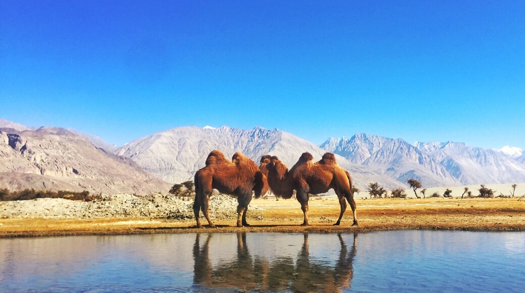 Double hump camel or bactarian camel is found mostly in Central Asia but in Ladakh we have a sizeable population as it is proctected. In this picture we see two of them just after finishing with drinking water.
