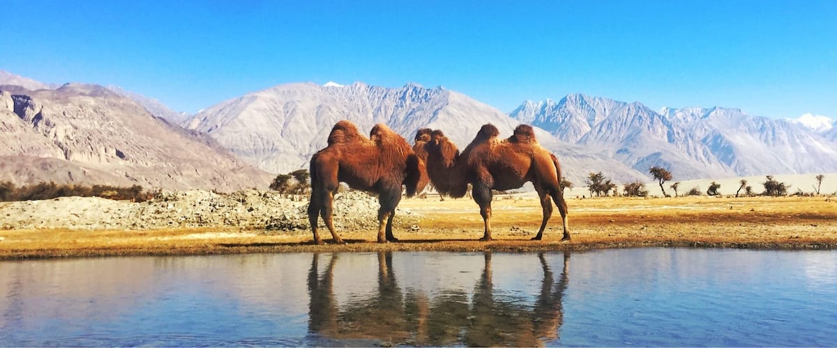 Double hump camel or bactarian camel is found mostly in Central Asia but in Ladakh we have a sizeable population as it is proctected. In this picture we see two of them just after finishing with drinking water.