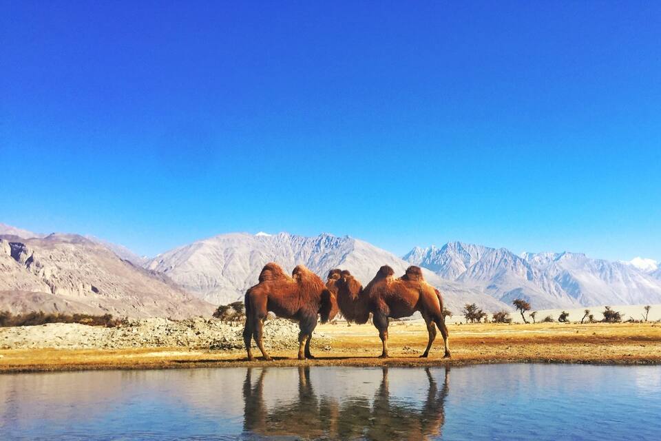 Drie kamelen staan naast een waterbron, met een berglandschap op de achtergrond.