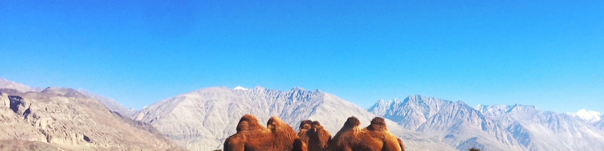 Double hump camel or bactarian camel is found mostly in Central Asia but in Ladakh we have a sizeable population as it is proctected. In this picture we see two of them just after finishing with drinking water.