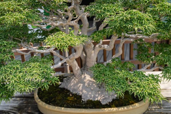 Omiya Bonsai Art Museum