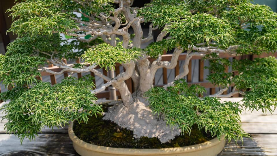 Omiya Bonsai Art Museum