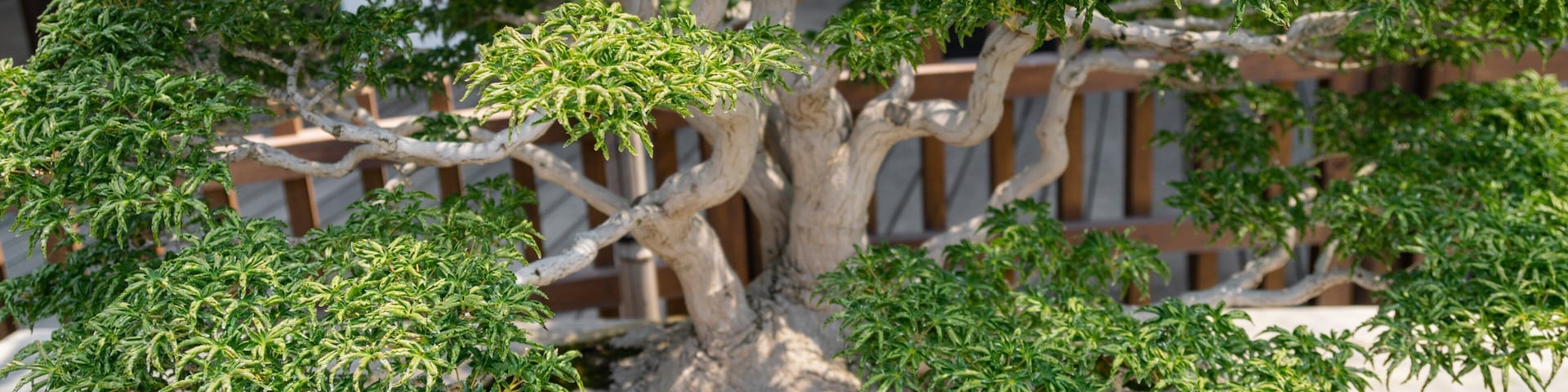 Omiya Bonsai Art Museum