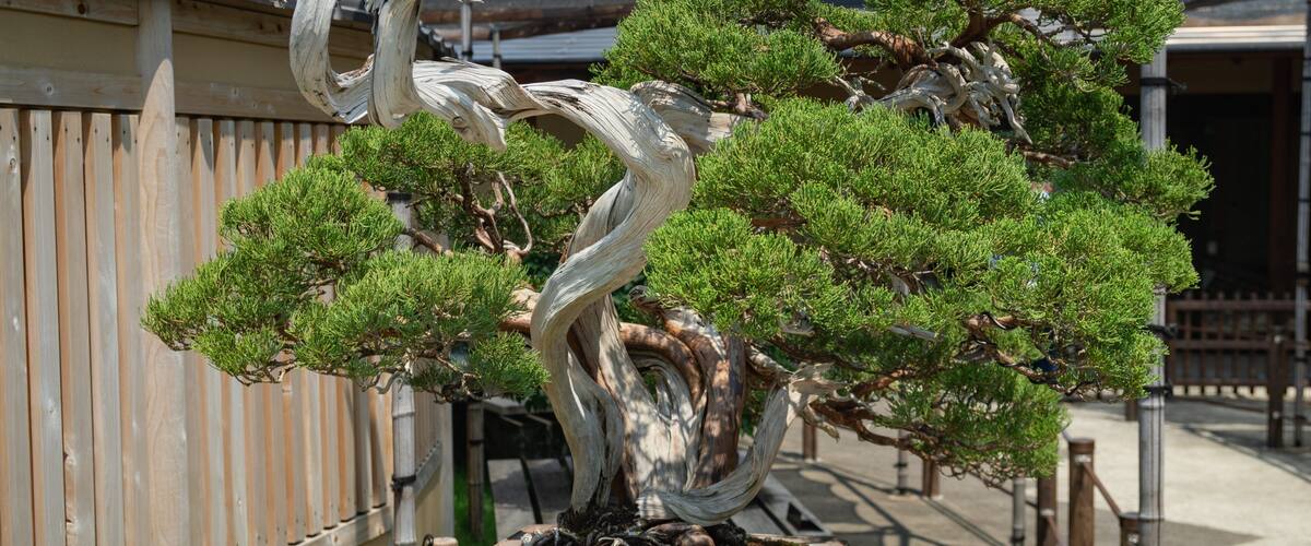 Omiya Bonsai Art Museum showing a park