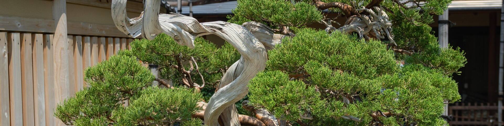Omiya Bonsai Art Museum showing a park