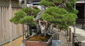 Omiya Bonsai Art Museum showing a park
