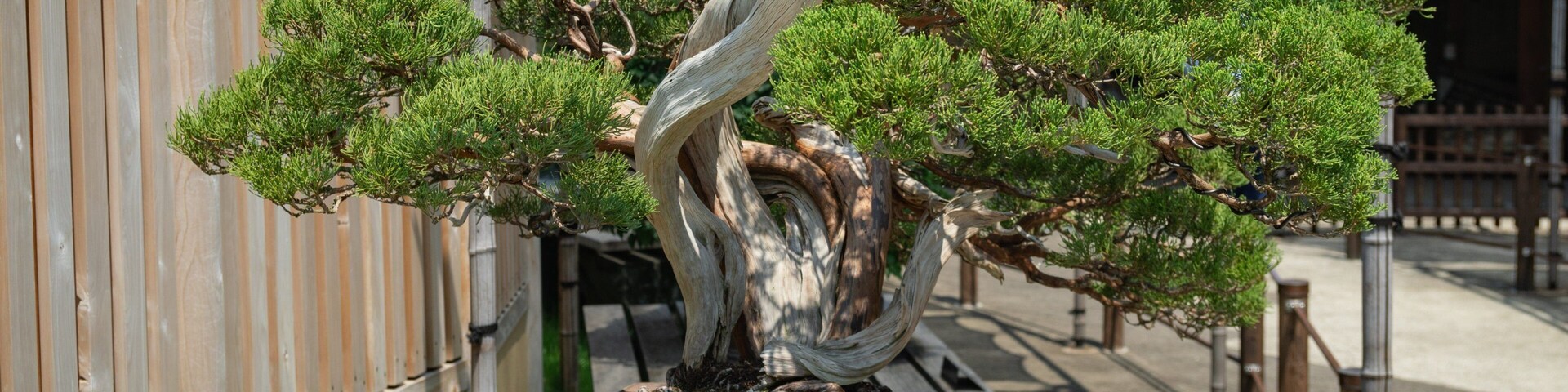 Omiya Bonsai Art Museum showing a park