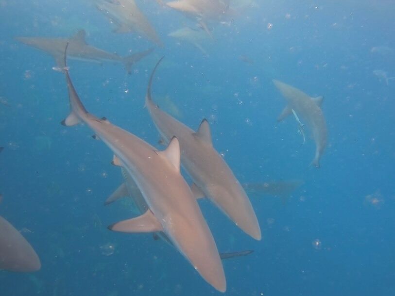 Scuba diving with the grey reef shark.