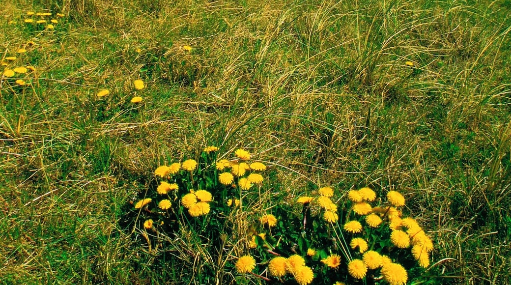 Playa de Egmond aan Zee