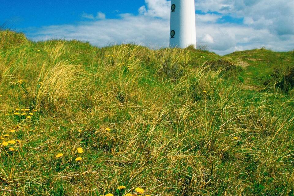 A lighthouse on a grassy hill with yellow flowers in the foreground.