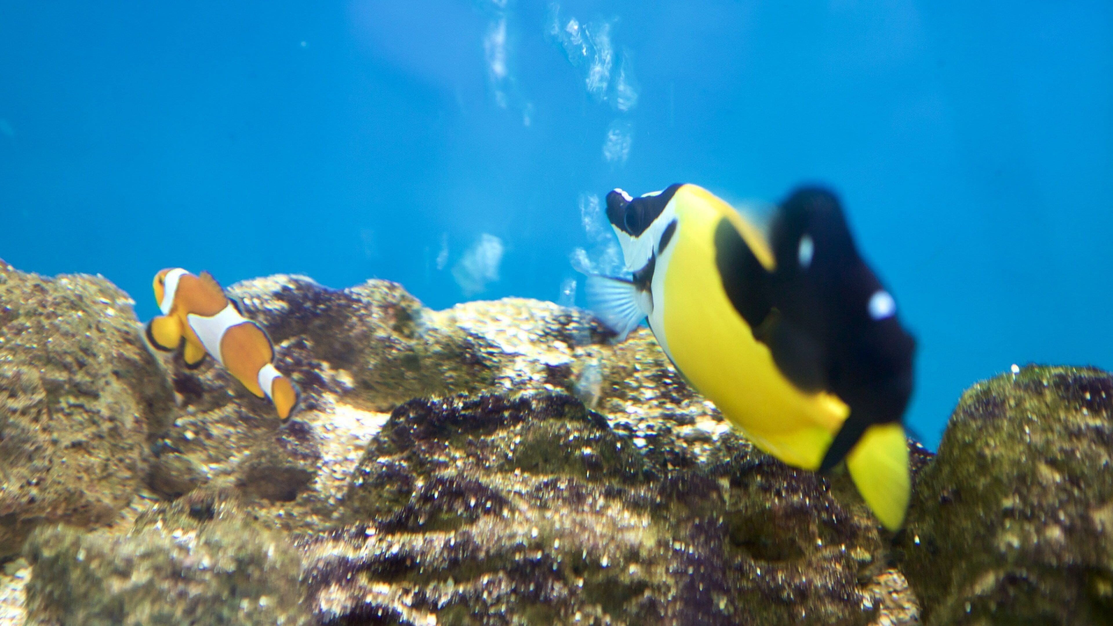 Hippocampus Project Office presenterar havsdjur