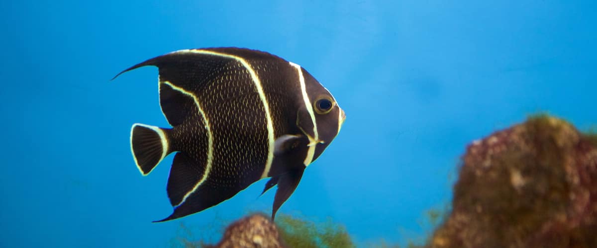 Bureau du projet Hippocampus mettant en vedette vie marine