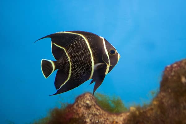 Bureau du projet Hippocampus montrant vie marine