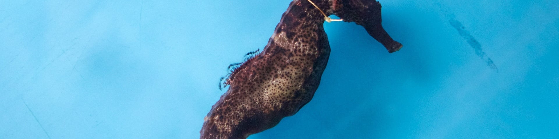 A seahorse with a brown and black spotted pattern, attached to a stick, on a blue background.
