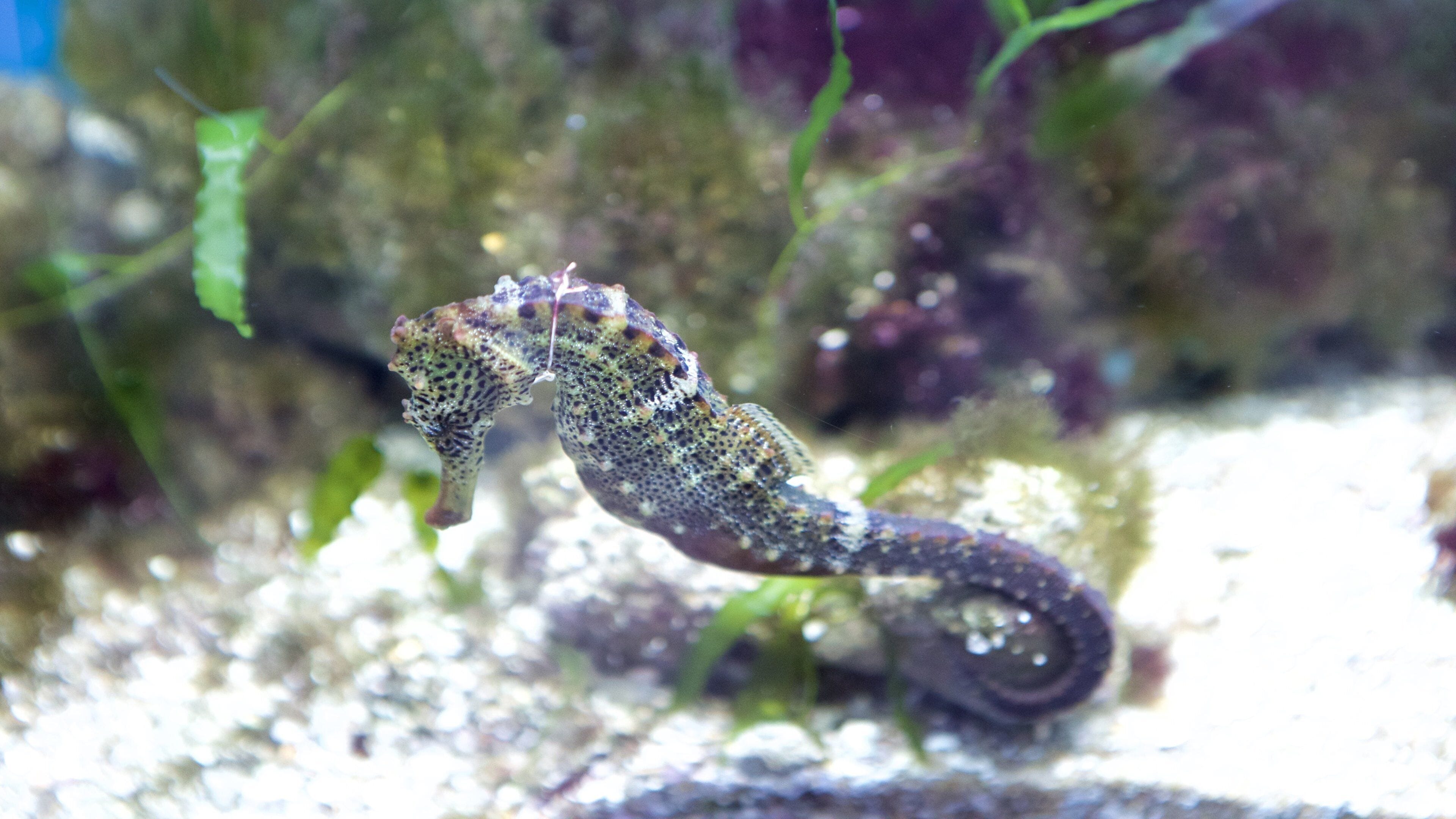 Un hippocampe nageant dans un aquarium avec des rochers et des plantes aquatiques.