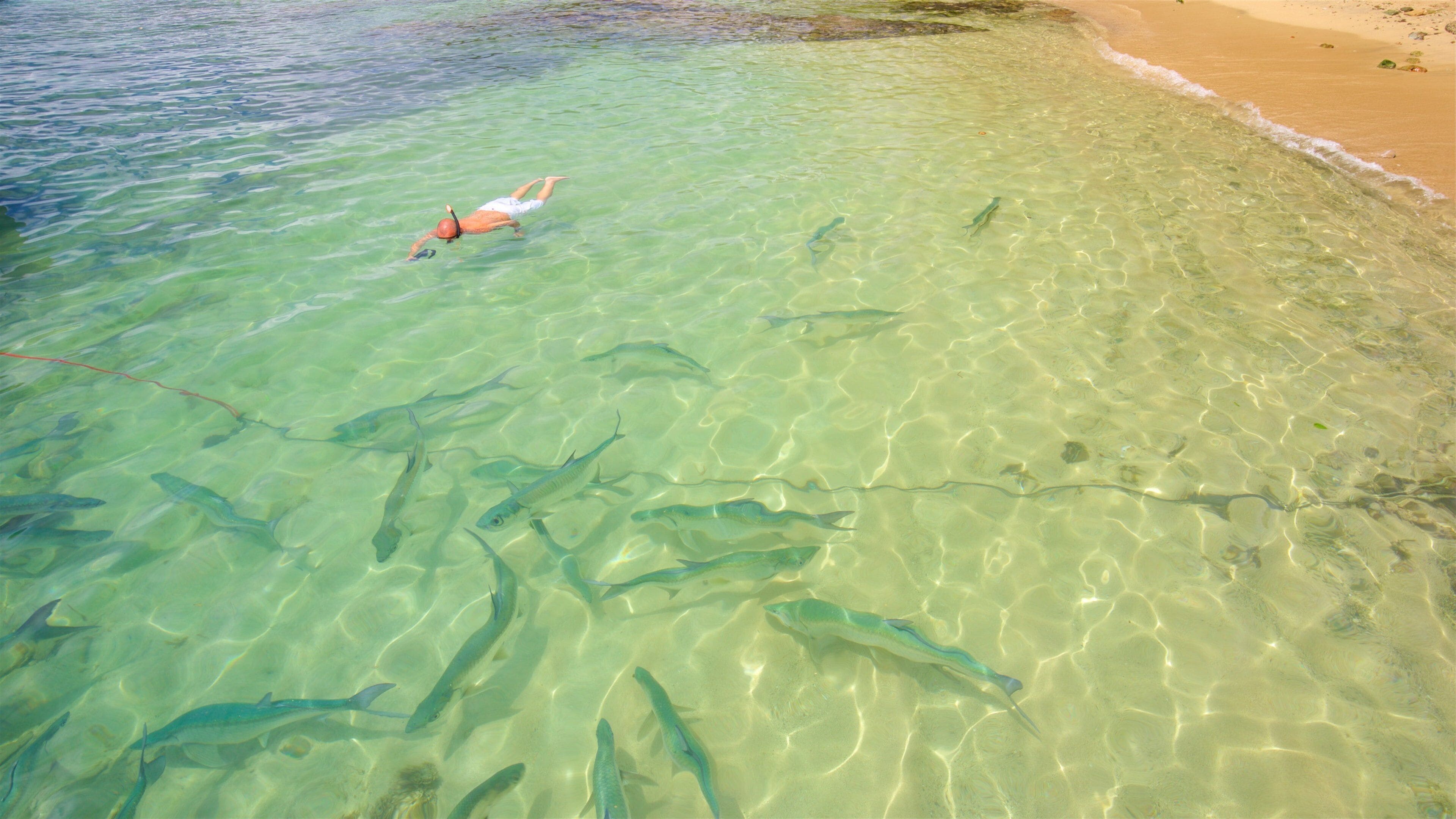 A clear shallow sea with a swimmer and a school of fish.